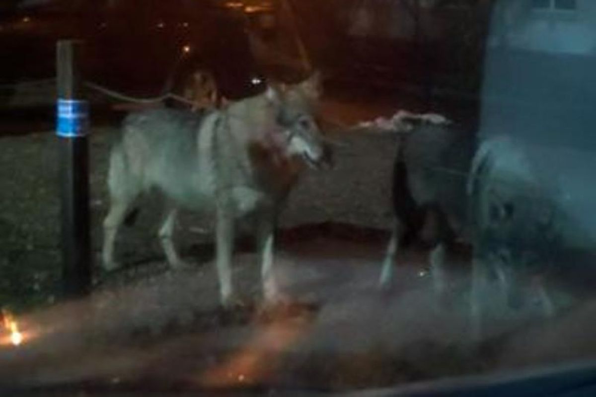 Комитет пен әкімдік Нұр-Сұлтанда «жүрген» қасқырға байланысты пікір білдірді