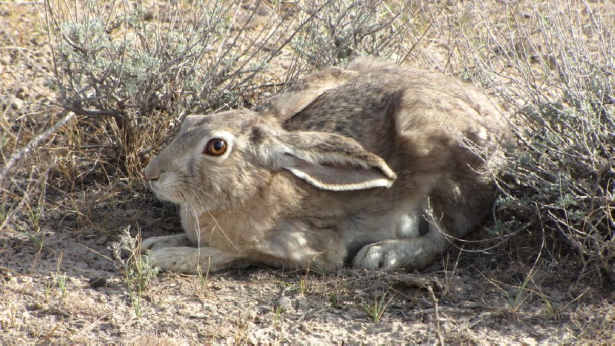 Құм қоян қасиеті