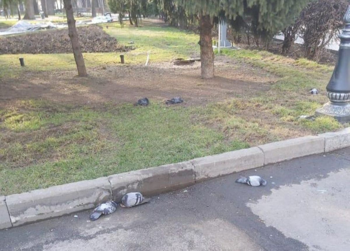 Алматыда көгершіндер қырылып жатыр