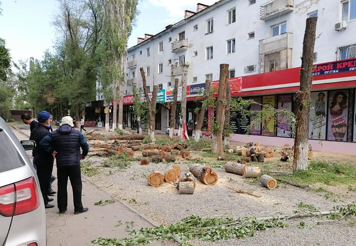 Таразда заңсыз тал кескен депутаттың үстінен іс қозғала ма?