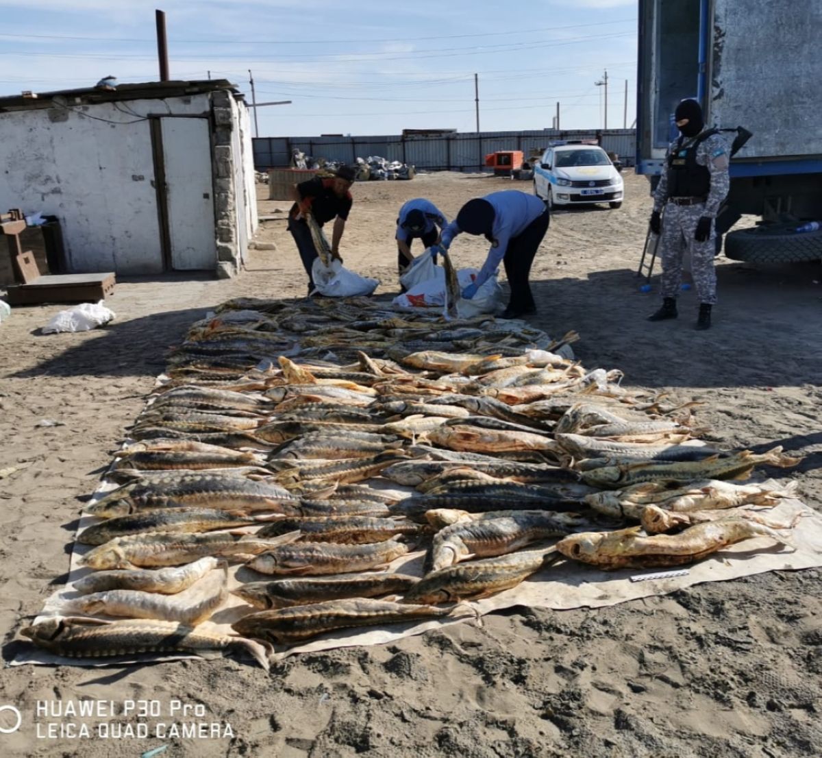 Бір көлікке тиелген 600 келіден астам бекіре тәркіленді