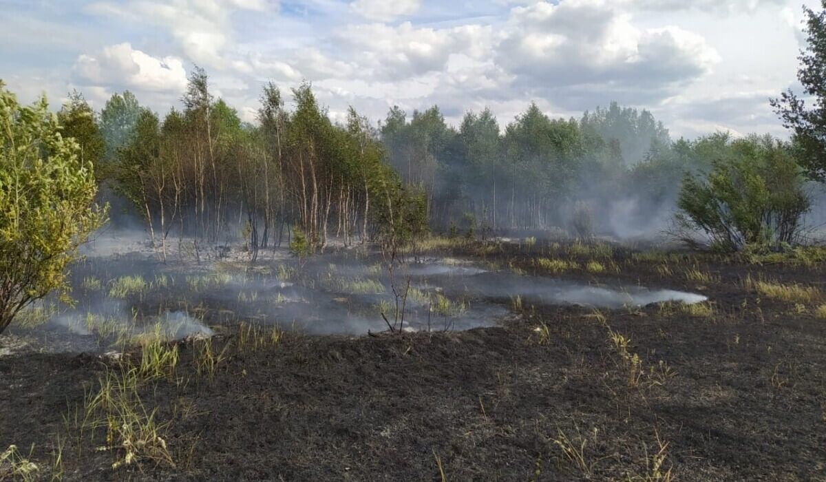 Қостанай облысында 16,9 гектар орман өртенді