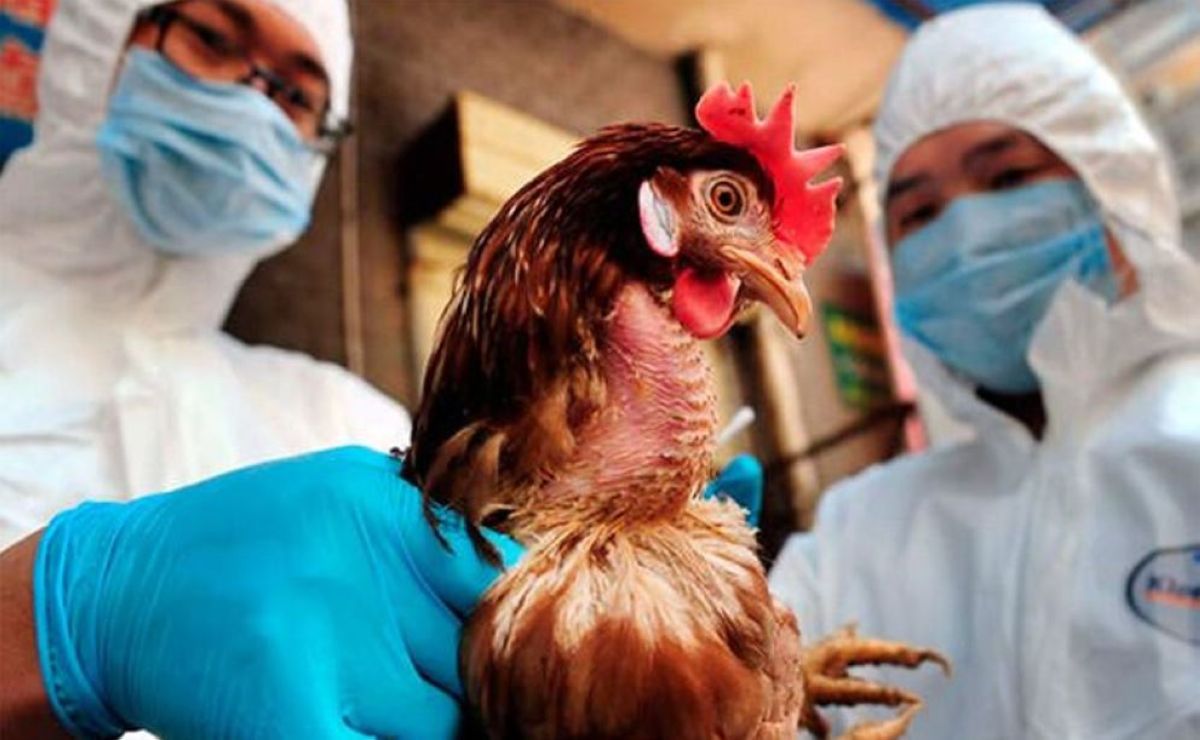 Қырылған құсқа  өтемақы беріледі