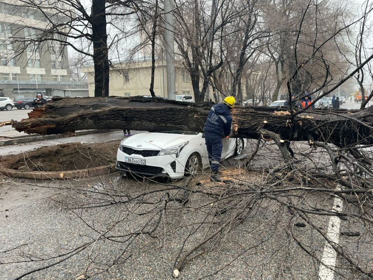 Алматыда көше бойында тұрған жап-жаңа көліктің үстіне тал құлады