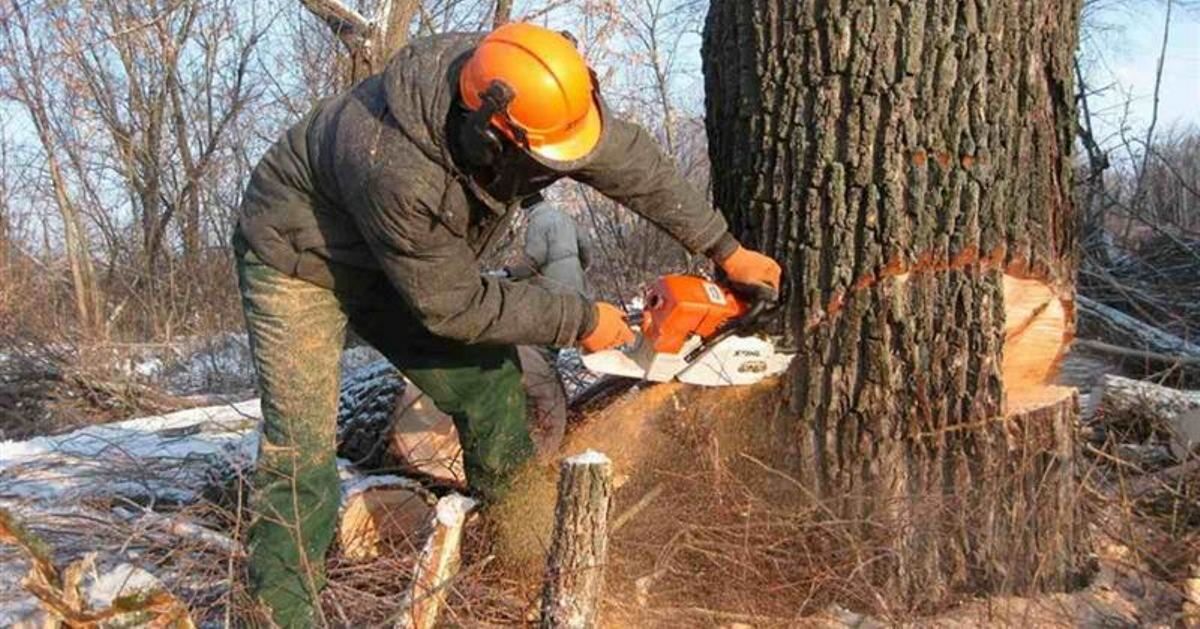 Заңсыз ағаш кескендер неге жазаланбайды?