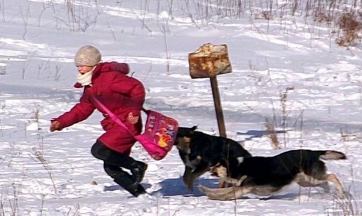 Өскеменде 7 жасар қыздың өлімінен кейін иттер жаппай атылуда