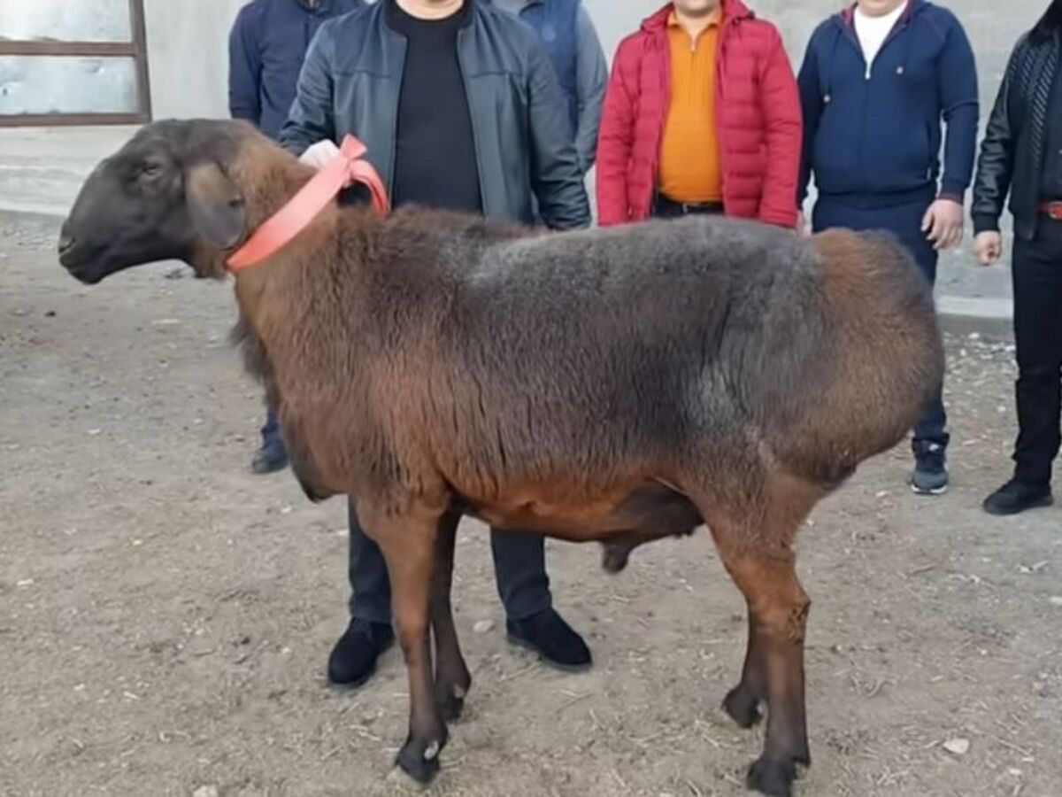 Түркістан облысында асылтұқымды қой бір пәтердің бағасына сатылды