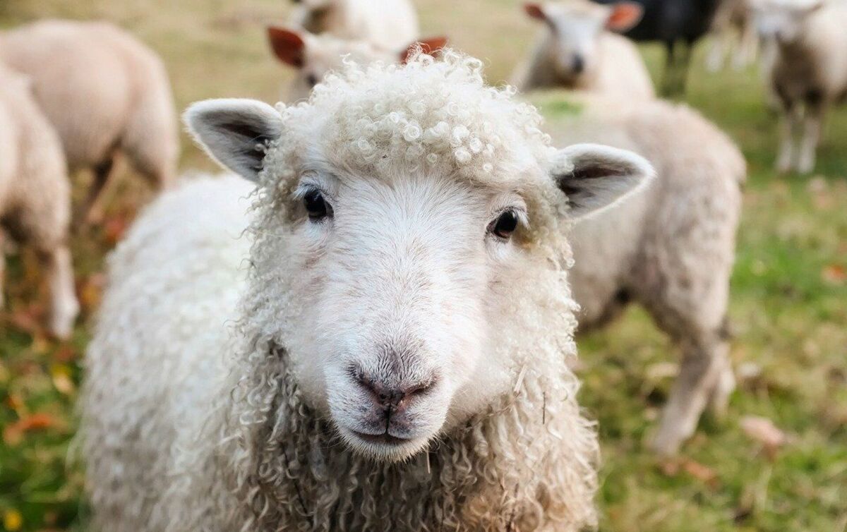 Жапаров жерлеу рәсімінде мал союға тыйым салу жөнінде жарлық шығарды