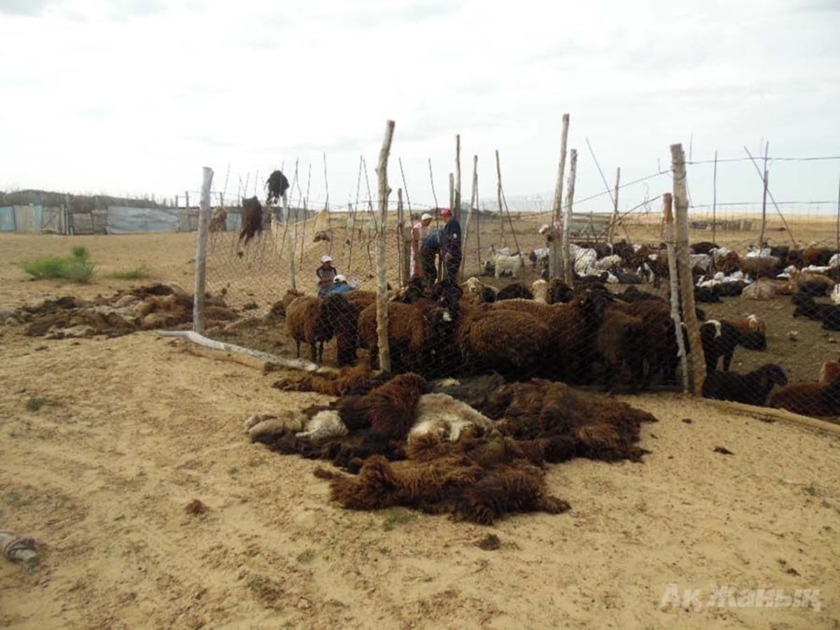 Далада шіріп жатқан төрт түліктің терісі мен жүнінен ауру тарап жатыр – Мәжіліс депутаты  