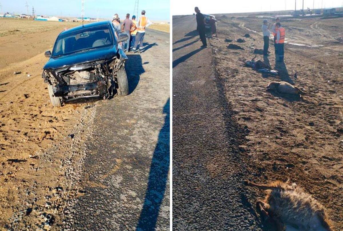 Атыраулық азамат 24 қойды қағып кетті