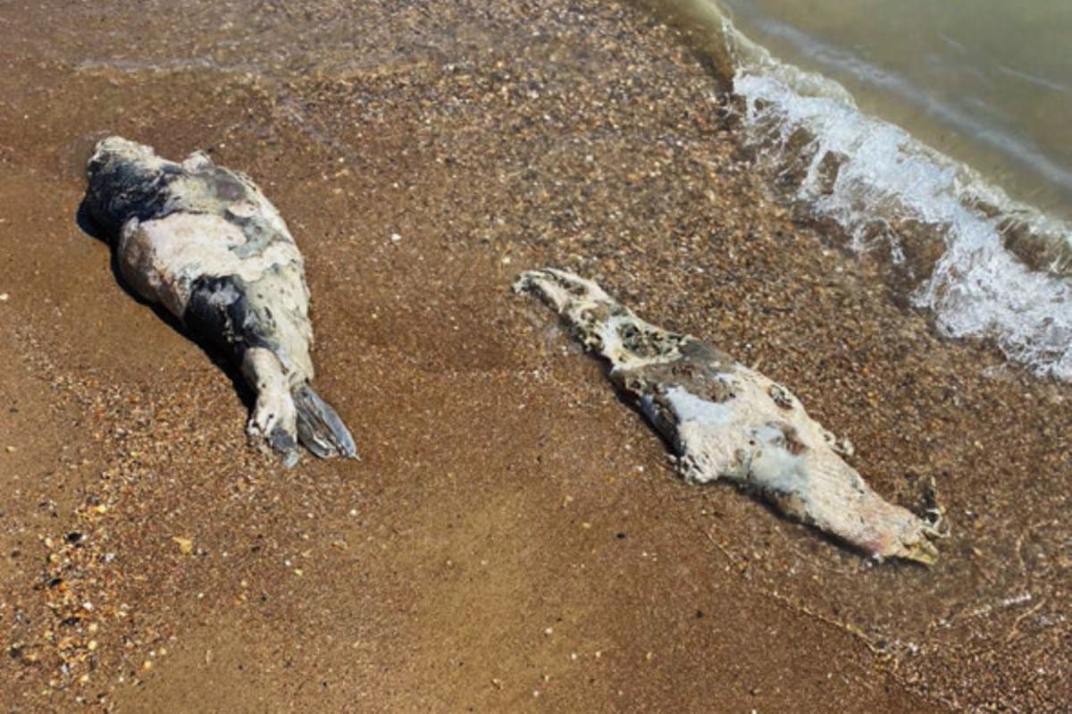 Итбалықтардың «итшілеген» тірлігі