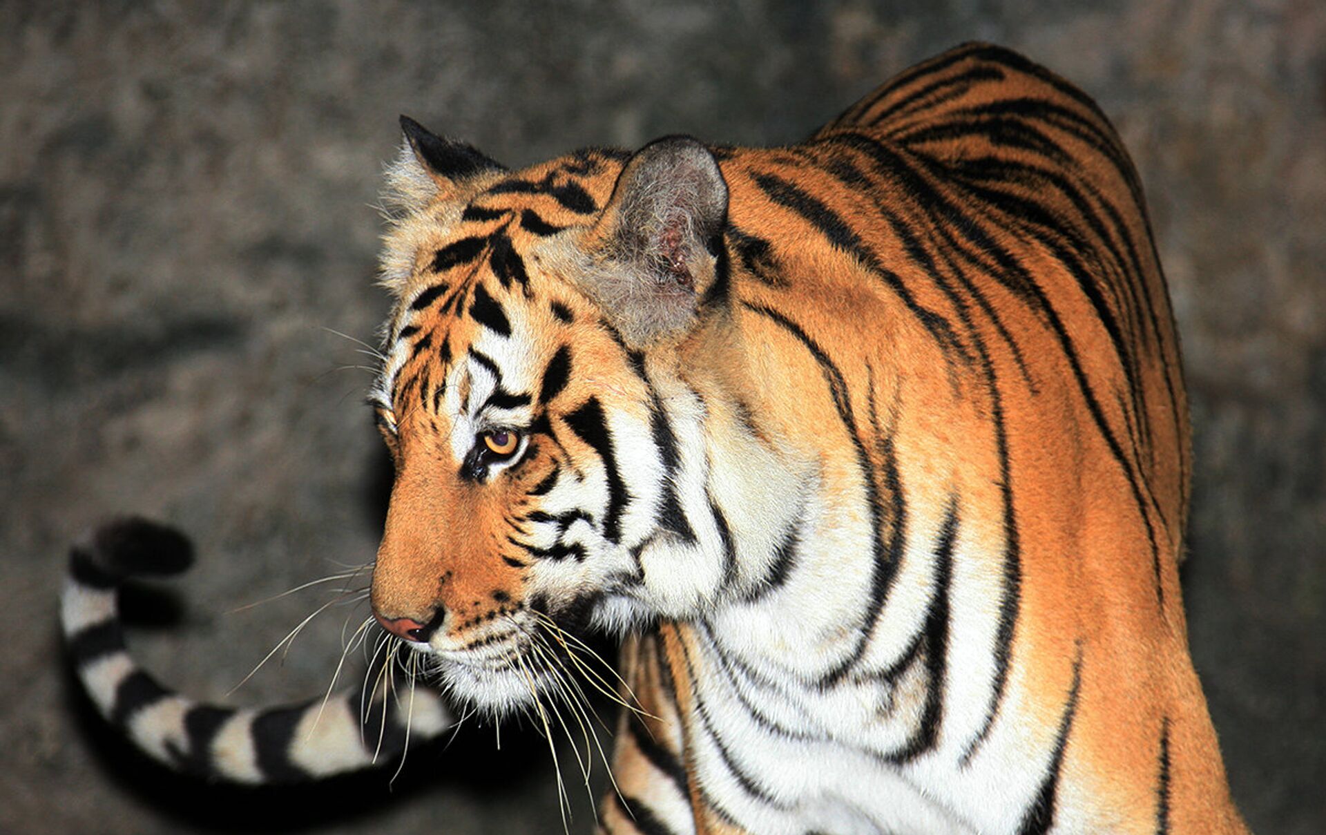 Алматыда жолбарыстарды тамақтандырып жатқан қауіпті сәттің видеосы жарияланды