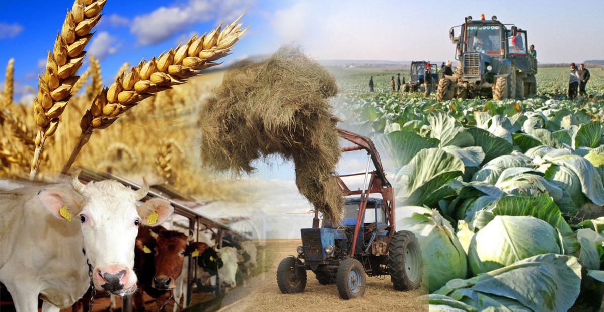 Шаруалар текке шырылдамайды