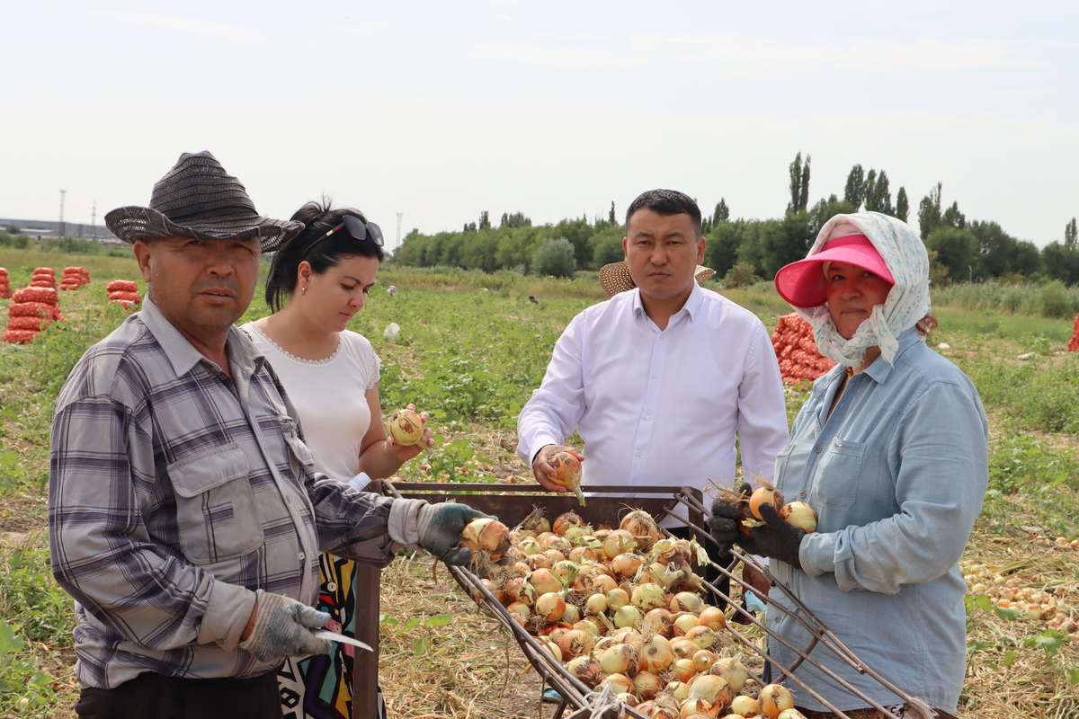 Пияз алқаптары өнім бере бастады