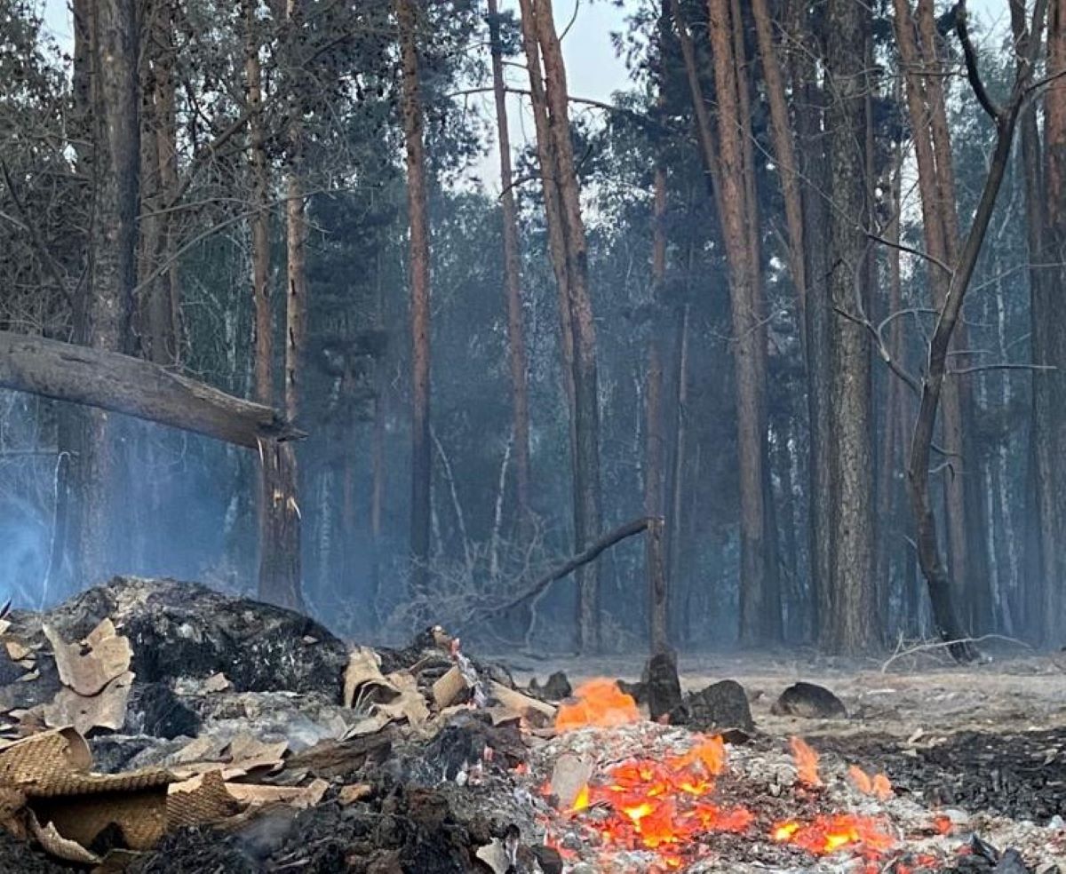 Ормандарды қалпына келтіру үшін 5 жыл уақыт қажет