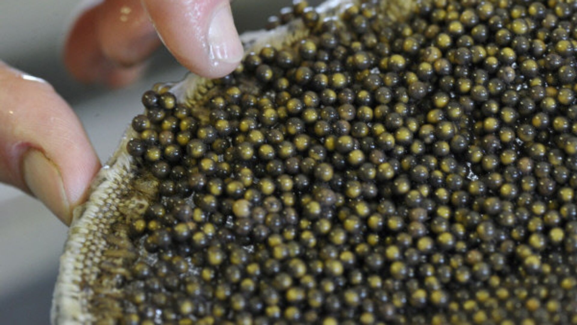 Ресейден тоннадан астам уылдырықты заңсыз әкелмек болған