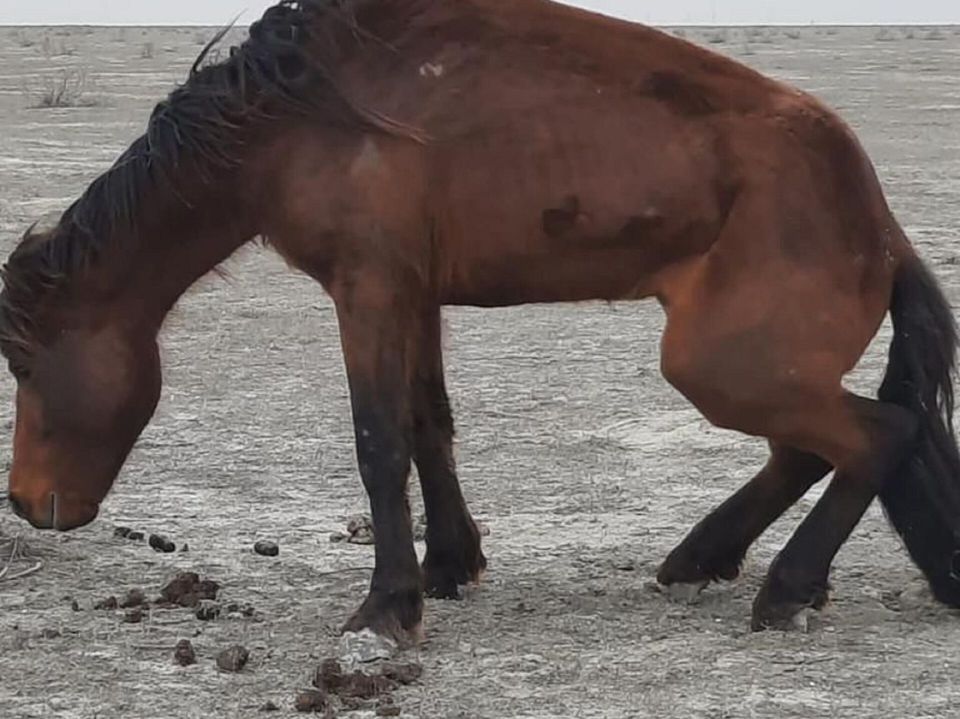 Қазақстанның үш аймағында мал ауруы тарап жатыр