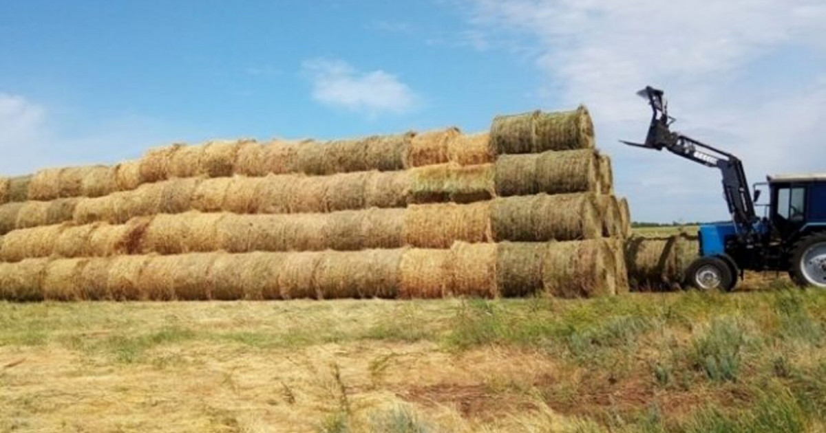 Абай облысында шөп жинауға шыққан жасөспірім қайтыс болды