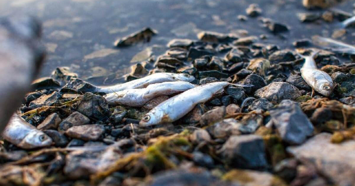 Атырау облысындағы су қоймасынан  балықтың 70 келі өлексесі шығарылды