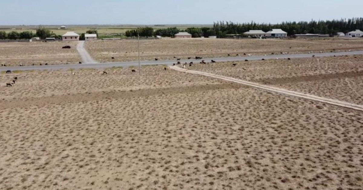 Түркістан облысында 14,8 мың гектар жер телімін ортақ жайылымға қайтару туралы Қаулы қабылданды
