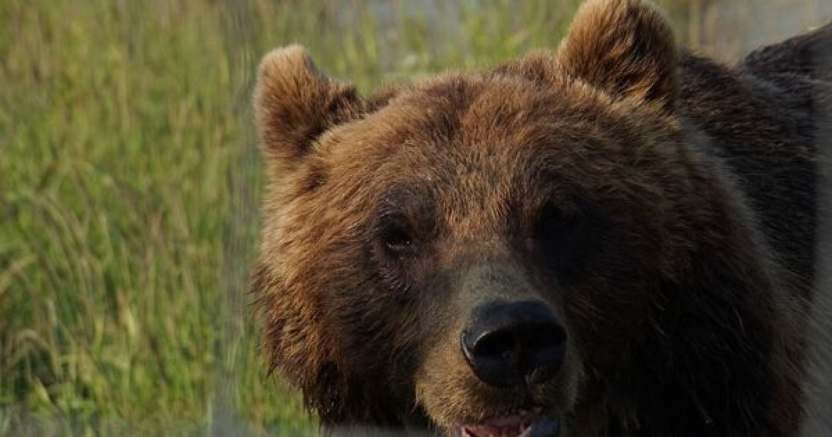 15 жастағы бала аюмен төбелесіп, әкесін өлімнен аман алып қалды