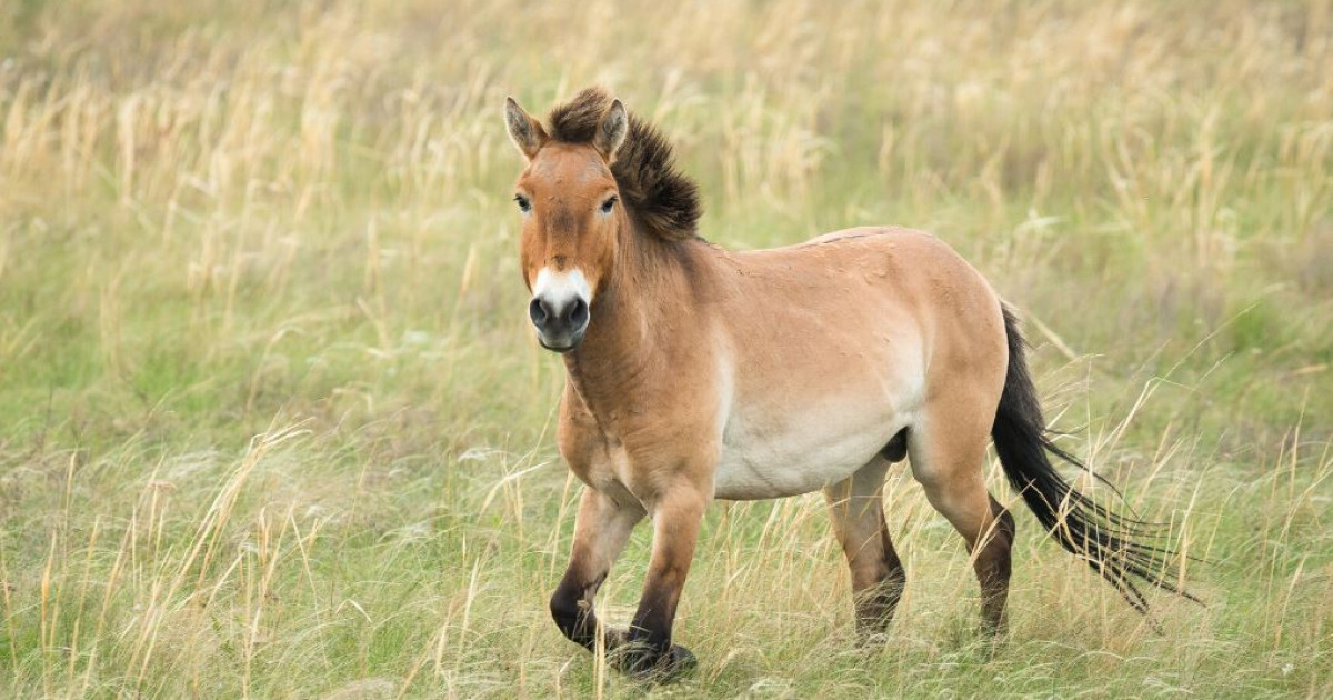 Торғай даласындағы «жетеу»: Кертағылар қалай жерсініп жатыр?
