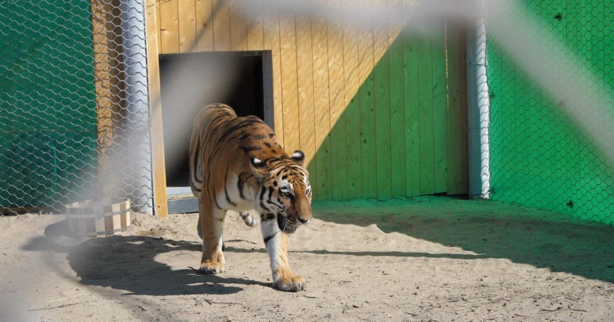 Қазақстанға Нидерландыдан 2 жолбарыс алып келді