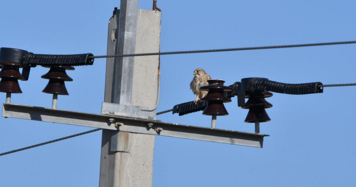 Атырауда кеніште ұя салатын құстарды қорғаудың арнайы бағдарламасы жүзеге асырылып жатыр