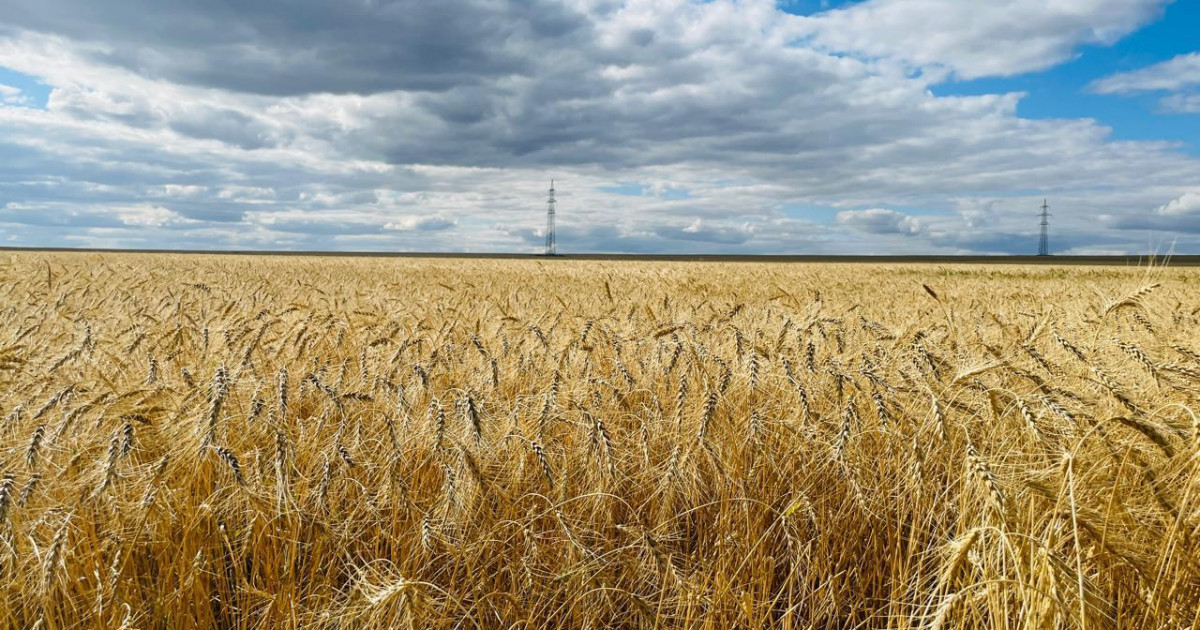 Қарағанды облысында биыл 1 миллион 300 мың тонна астық жиналған