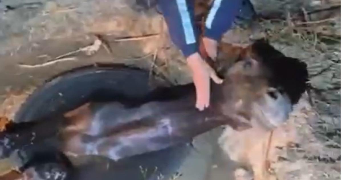 Қонаевта полицейлер аузы тар кәріз құдығына түсіп кеткен жылқыны құтқарды