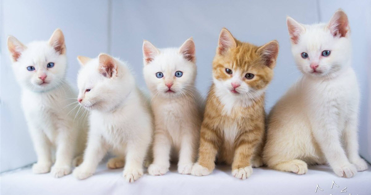 Мысықтардың иесіне қандай пайдасы бар? Ғалымдар зерттеуі