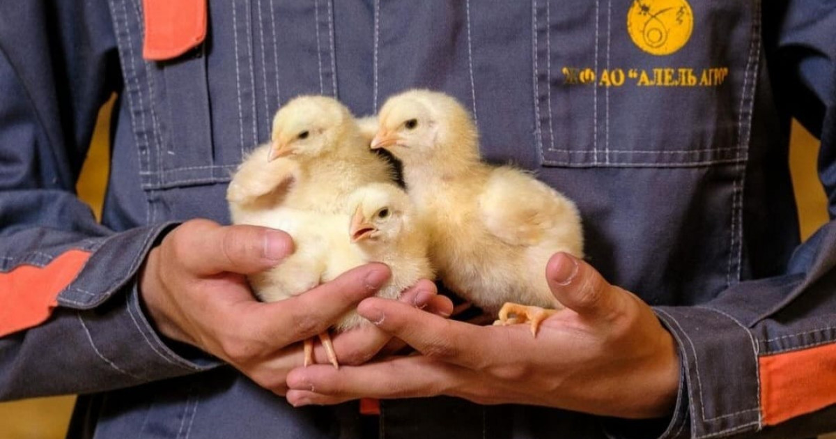 Таразда жылына 38 миллион балапан шығаратын өндірістік инкубатор іске қосылды