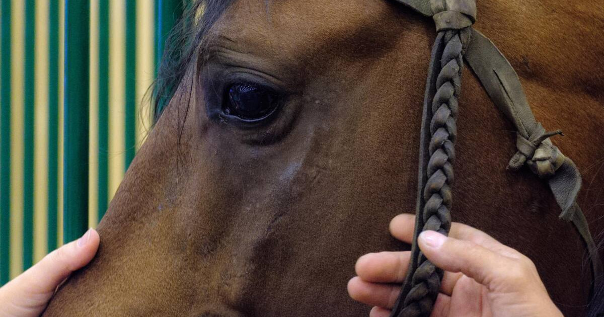 Абай облысында жылқы ұрлаумен айналысқан қылмыстық топ ұсталды