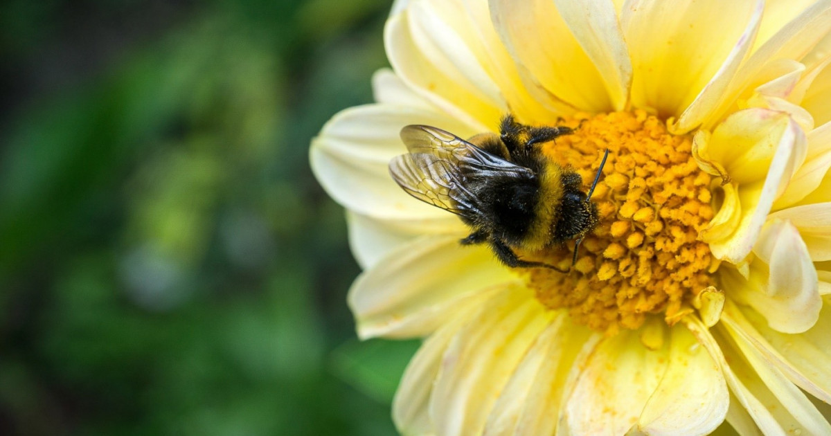 АҚШ-та АЭС-ті қолдануға неге рұқсат бермеді?