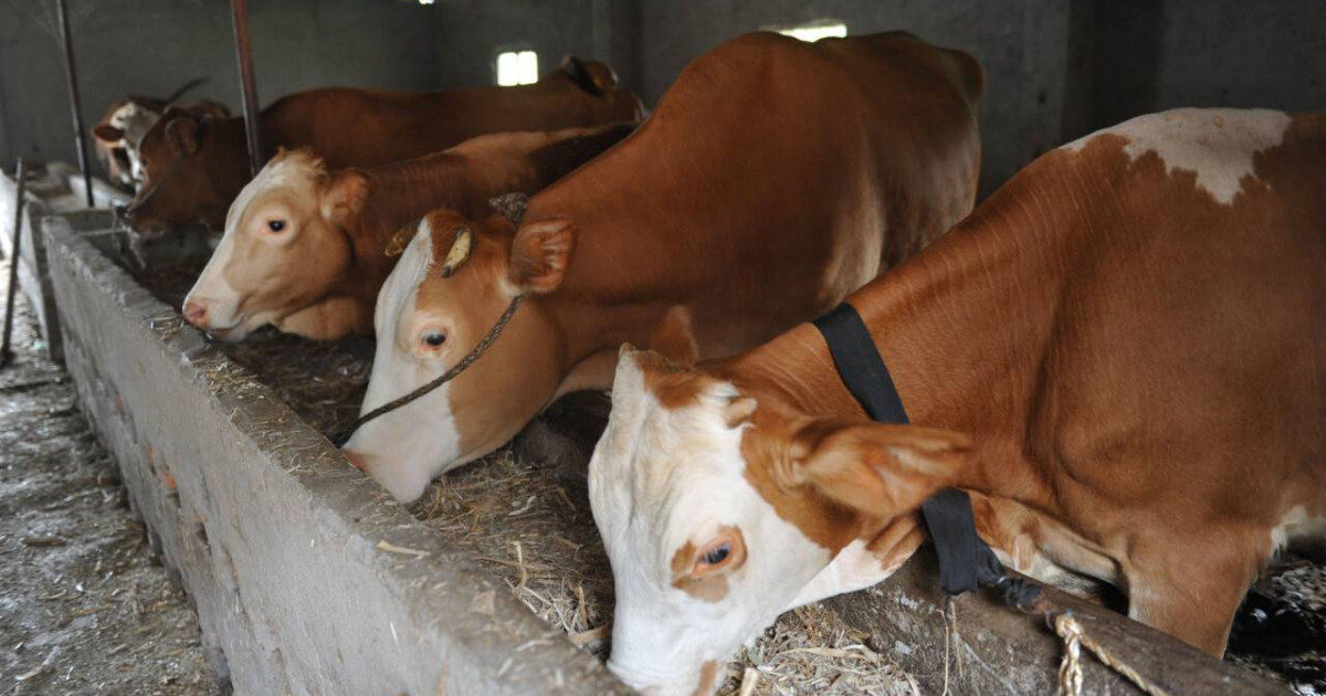 Атырауда 200-ге жуық мал карантинге жабылды