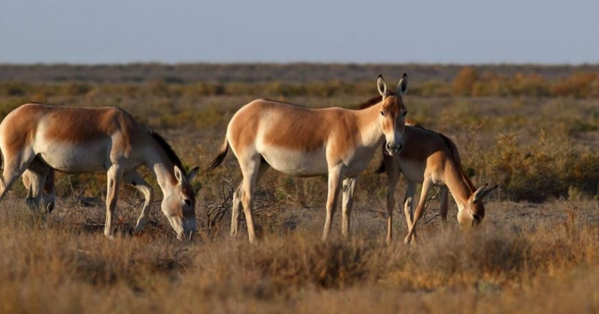 Барсакелмес – құландар мекені