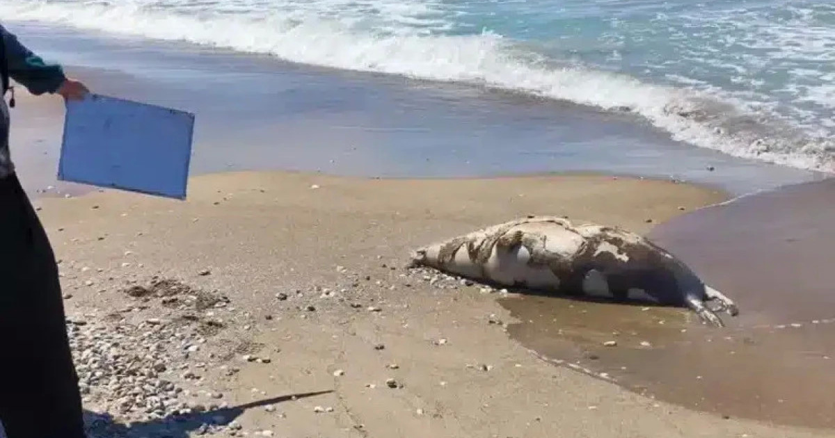 Каспий жағалауынан табылған итбалық өлексесінің саны 700-ден асты