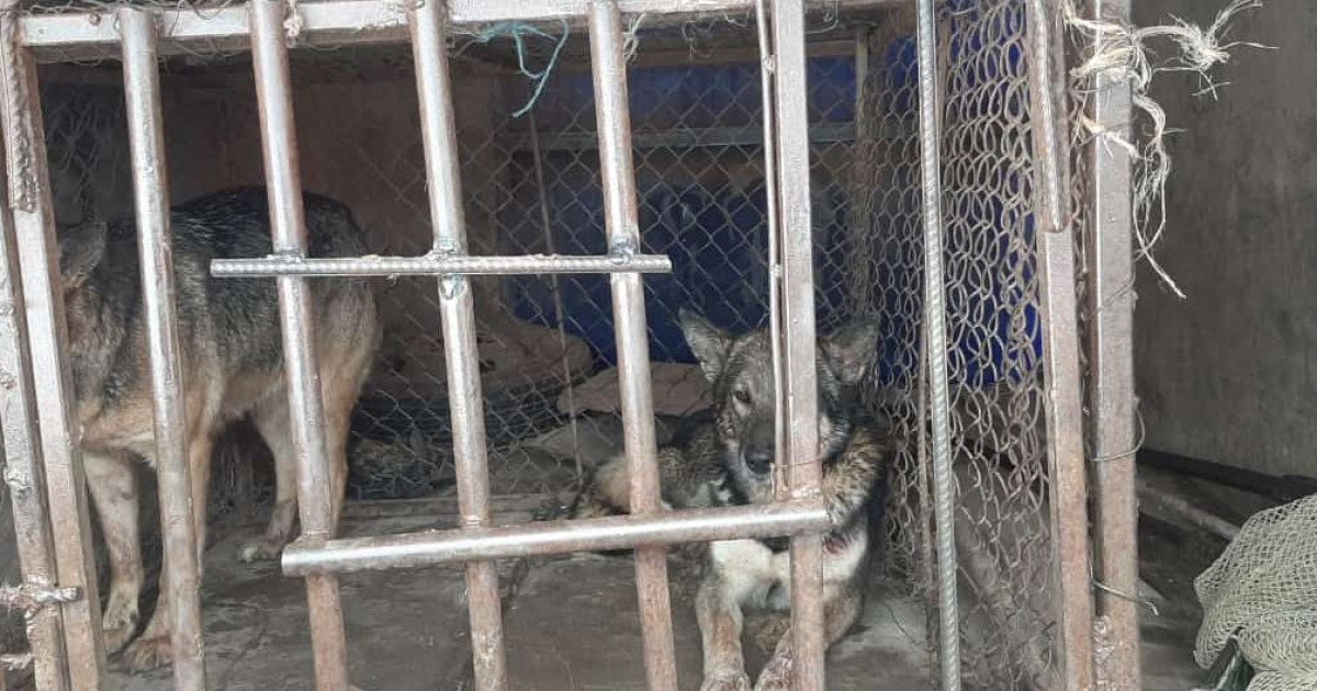 Орал: Зашағанда шаруаның бір отар қойын қаңғыбас иттер қырып кетті