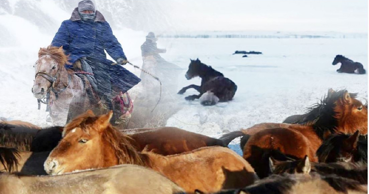 Өтемақы күтіп жүр, Ақмоланың шаруасы