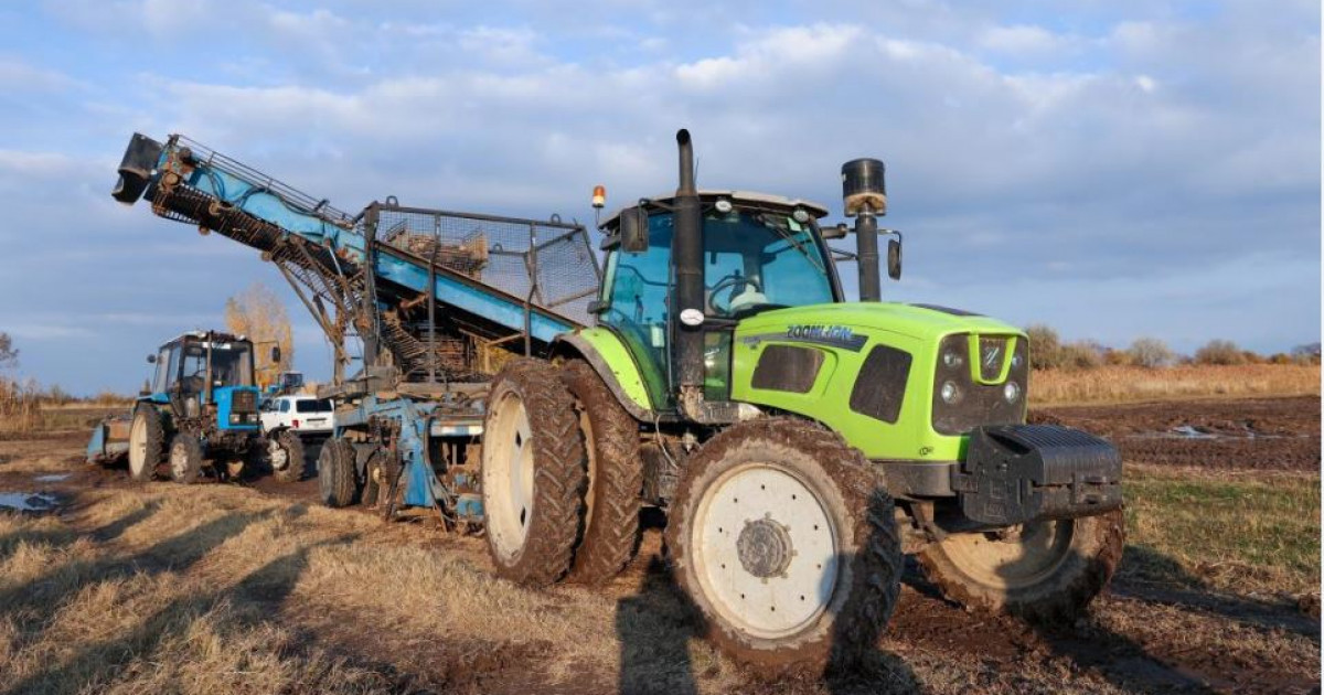 Шаруалар неге шырылдайды?