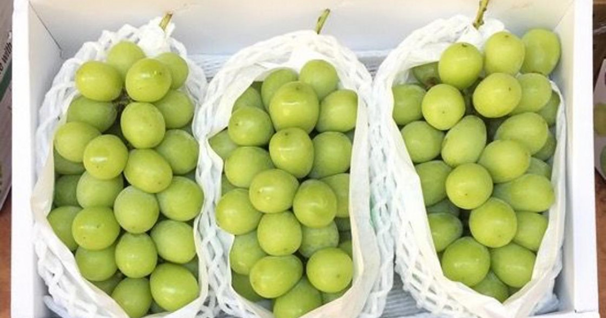 «Шайн мускат» жүзіміне сараптама қорытындысы шықты