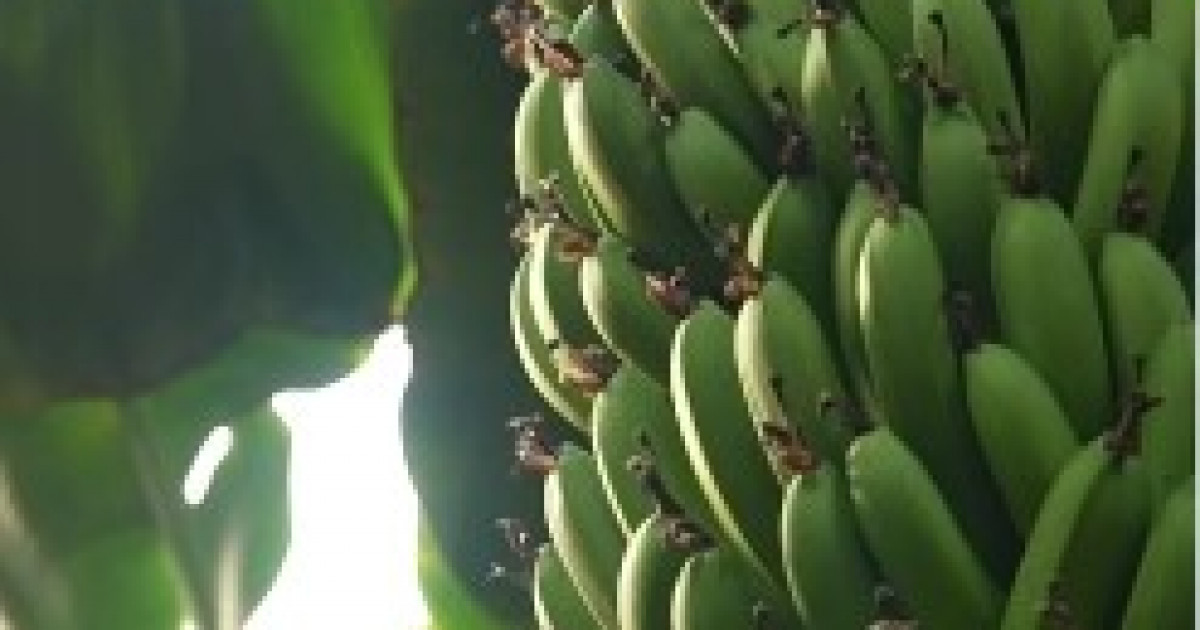 Түркістан облысындағы жылыжайда банан пісіп жатыр