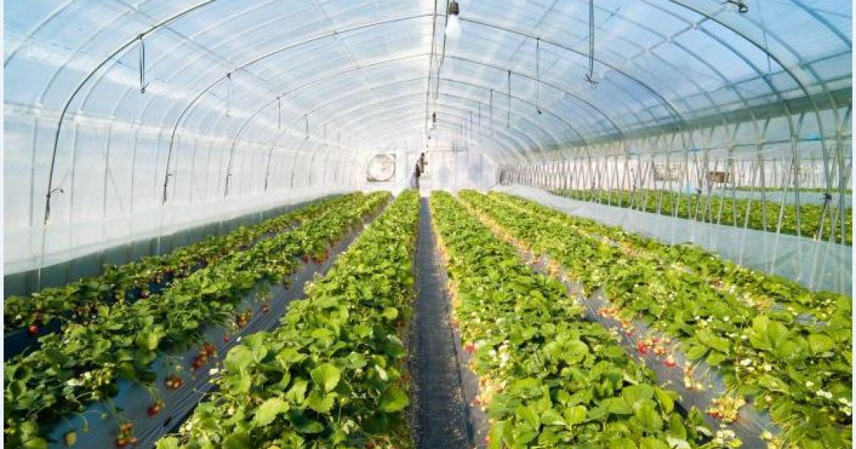 Жылыжай жайқалса – құт