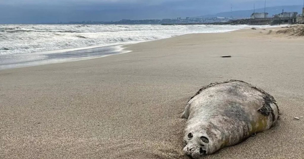 Итбалықтар қорғауға зәру