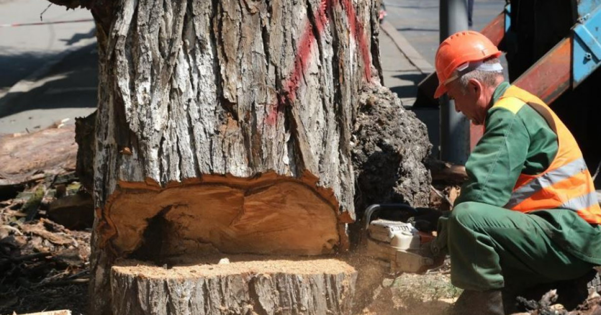 Қураған ағаштан  келер қауіп көп