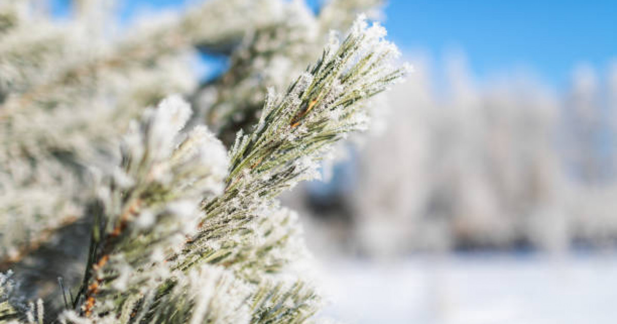 Тұман, көктайғақ, жел: 26 желтоқсанға ауа райы болжамы жарияланды