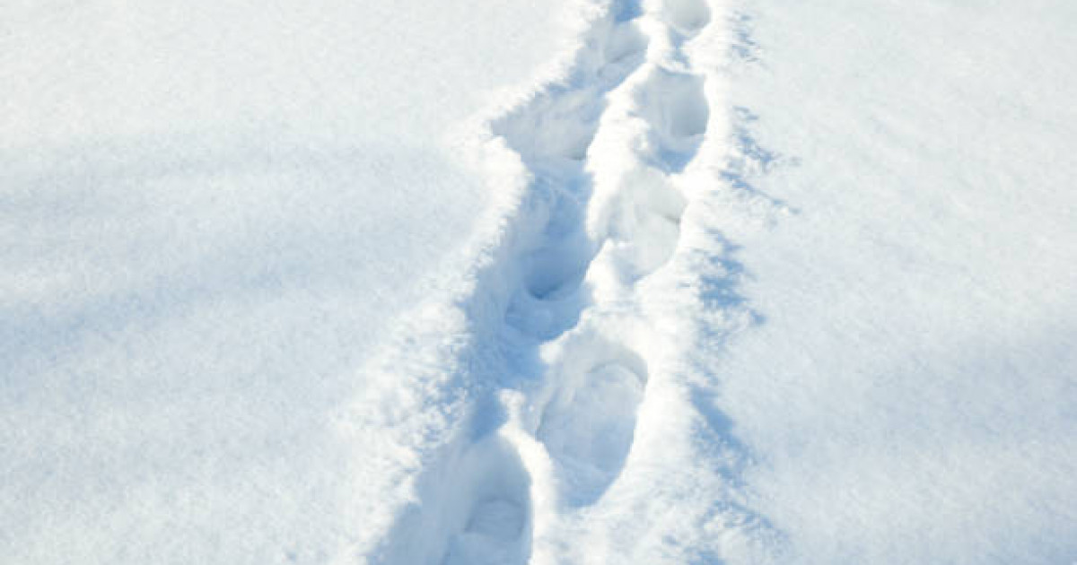 Ақмолада жолдағы қар тазаланбағаны үшін 14 шенеунік жазаланды