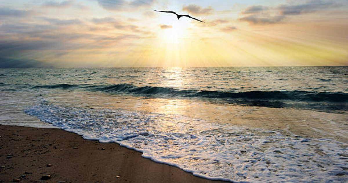 Ақтаудағы Rixos маңында ондаған құс өлі табылды