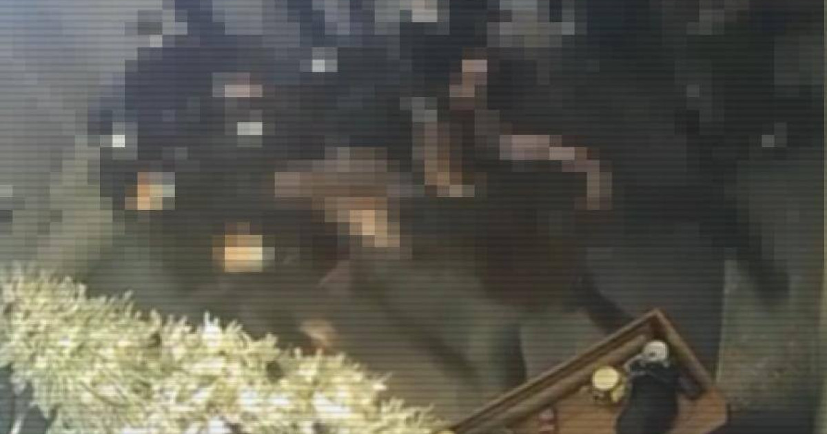 Алматыда кәсіпкерлерге қысым жасаған криминалитет өкілдері ұсталды (видео)