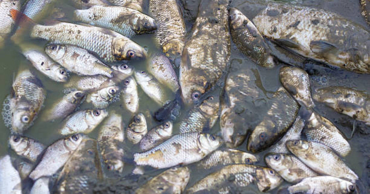 Атырауда Бақсай каналында балық қырылып жатыр